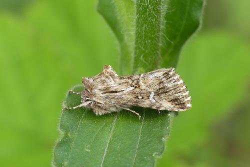 Calophasia lunula